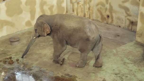 Elefant i djurparken — Stockvideo