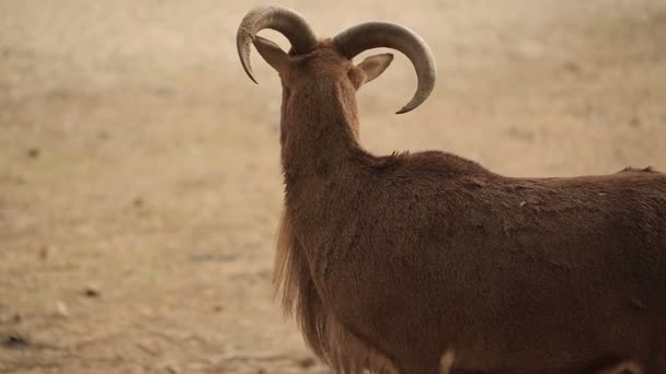 Barbary Sheep At Desert — Stock Video