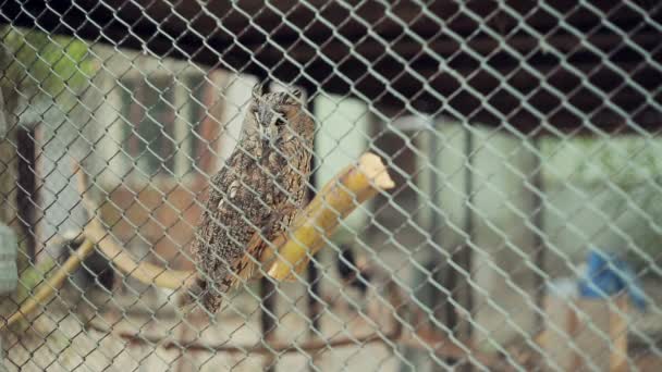 Hibou dans une cage — Video