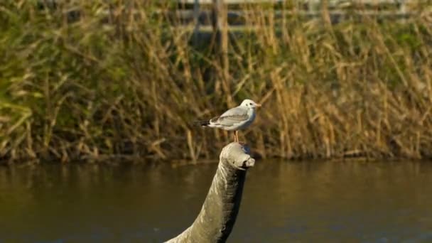 Gaviota y lago con cañas en el fondo — Vídeo de stock