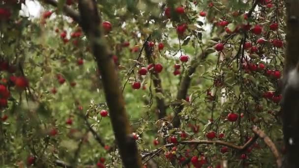 Maçãs na neve — Vídeo de Stock