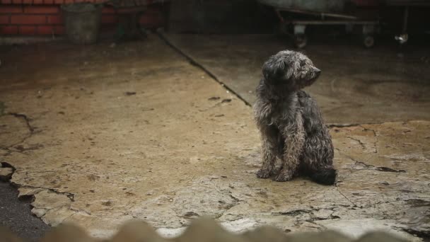 Θλιβερή βρεγμένο σκύλο σε βροχή — Αρχείο Βίντεο