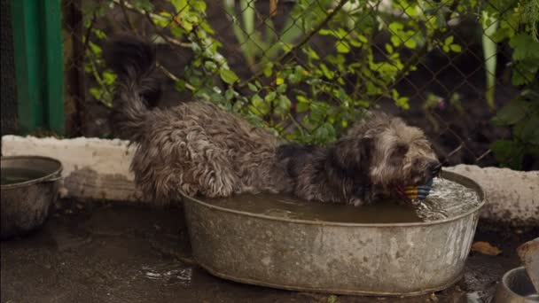 O cão banha-se em uma banheira — Vídeo de Stock