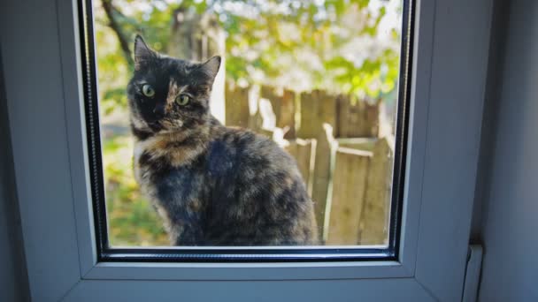 Gato fuera de la ventana — Vídeo de stock