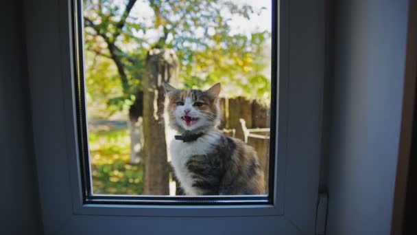 Gato fuera de la ventana — Vídeos de Stock