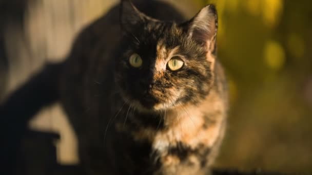 Кішка в Sunlights — стокове відео
