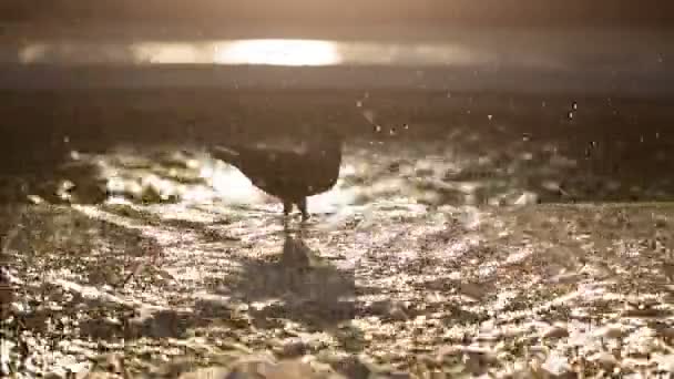 噴水に鳩 — ストック動画