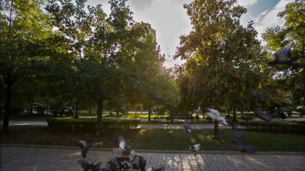 Голуби в парку — стокове відео