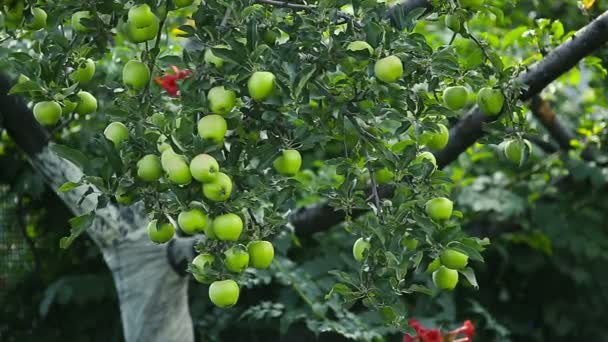 Зеленые яблоки на дереве — стоковое видео