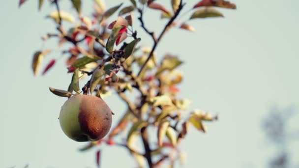 Half - rotte appel op een boom — Stockvideo