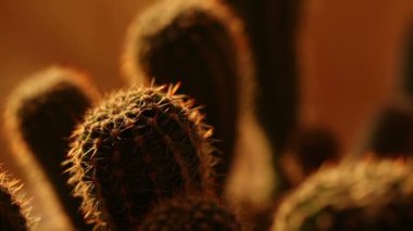 Gün batımında ev kaktüsler