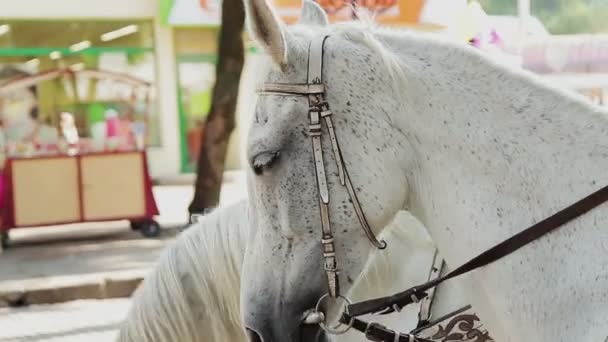 Hoofden van witte paarden — Stockvideo