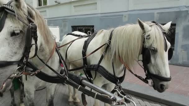 White Carriage Horses — Stock Video