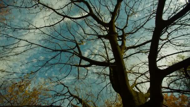 Arbre d'automne nu — Video