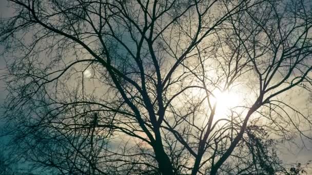 Çıplak sonbahar ağacı — Stok video