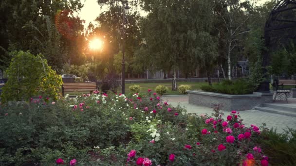 Evening City Park — Stock Video