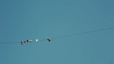 Güvercinler elektrik kablosu