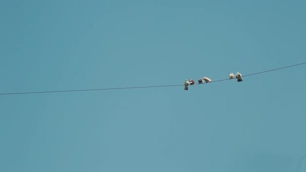 Doves on Electricity Cable — Stock Video