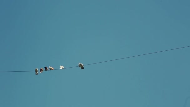 Palomas en el cable eléctrico — Vídeos de Stock