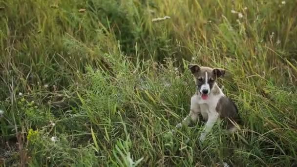 芝生の上で子犬 — ストック動画
