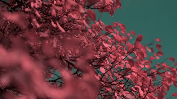 Foglie rosse di un albero — Video Stock