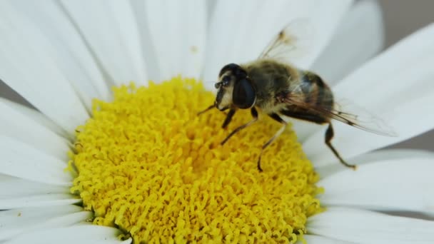 Bi på en blomma — Stockvideo