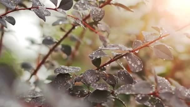 Gotas de agua, Rocío — Vídeo de stock