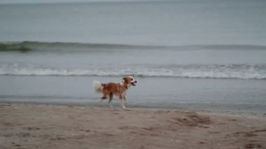 Kayıp Beach adlı çalışan köpek