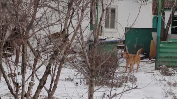 Bir gecekondu köpek havlıyor — Stok video