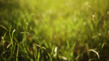 Yeşil çimen, rüzgarlı