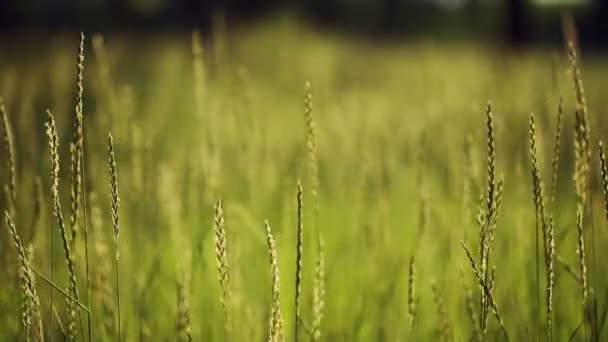 Groen gras, winderig — Stockvideo