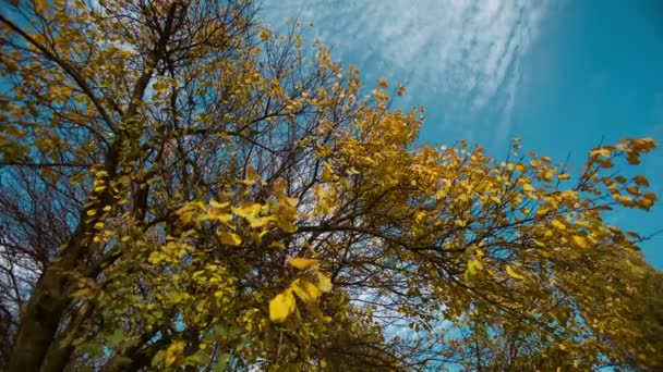 Árbol otoñal y cielo — Vídeo de stock