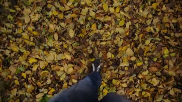 Πόδια του ένας άνθρωπος σε φύλλα Yelow — Αρχείο Βίντεο