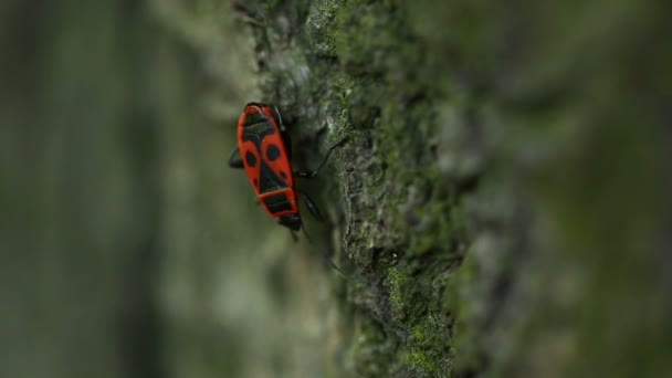 Coléoptère rouge sur un arbre — Video