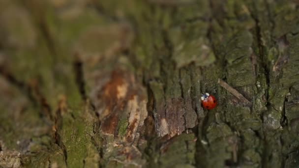 Marienkäfer auf einem Baum — Stockvideo