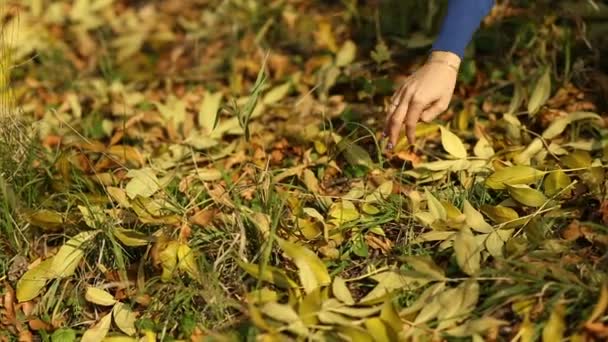 Femme cueillette feuille d'érable 
