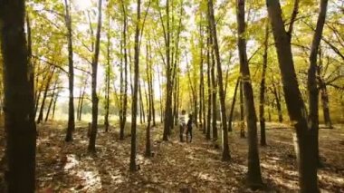 sonbahar orman içinde birleştirmek