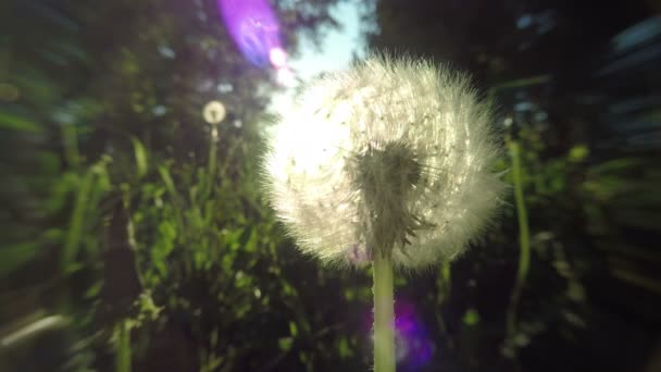 Pissenlit au coucher du soleil — Video