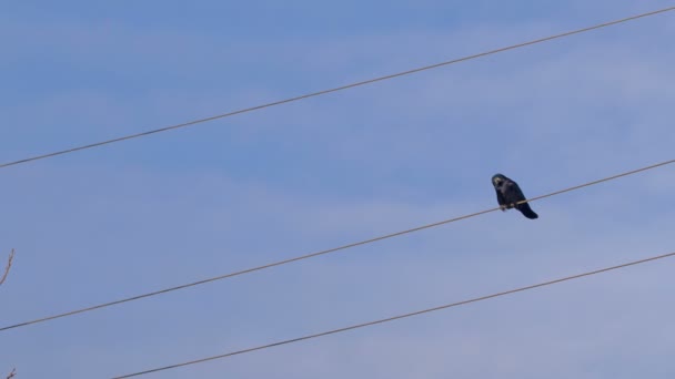 Kråka ersätta andra Crow — Stockvideo