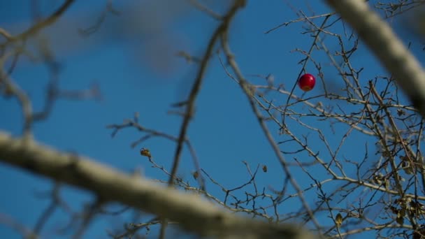 Mela abbandonata su un ramo — Video Stock