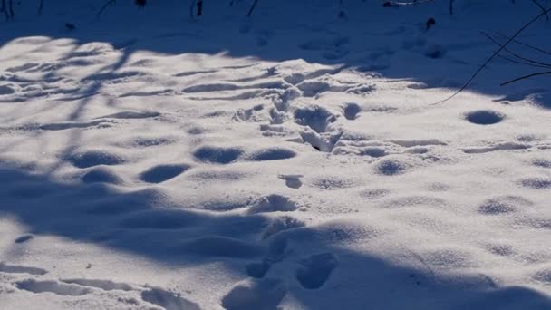 Fotspår i snön — Stockvideo