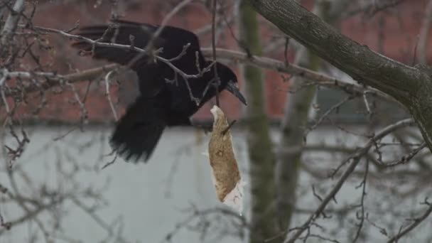 Ворона ест блюдо — стоковое видео