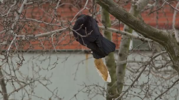 Ворона їсть посуд — стокове відео