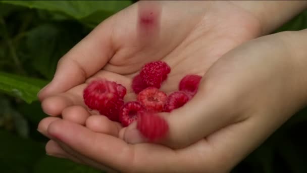 Raspberry falls into the palm 2 — Stock Video