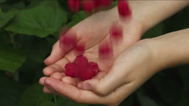 Ahududu içine belgili tanımlık palmiye 2 düşüyor — Stok video