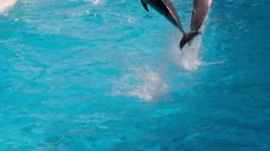 Havuza atlama yunuslar