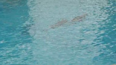 Su altında Yüzme yunuslar