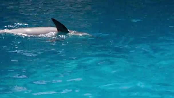 Los delfines nadan en la piscina — Vídeos de Stock