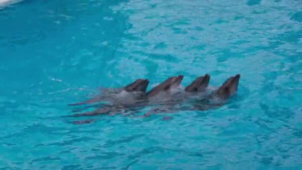 Dolphins Swim Each Other — Stock Video