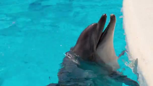 Glücklicher Delphin im Pool — Stockvideo